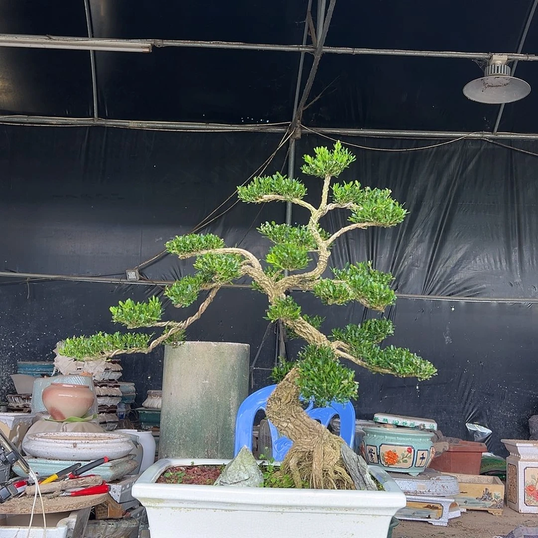 无花朵广东雀舌黄杨盆景