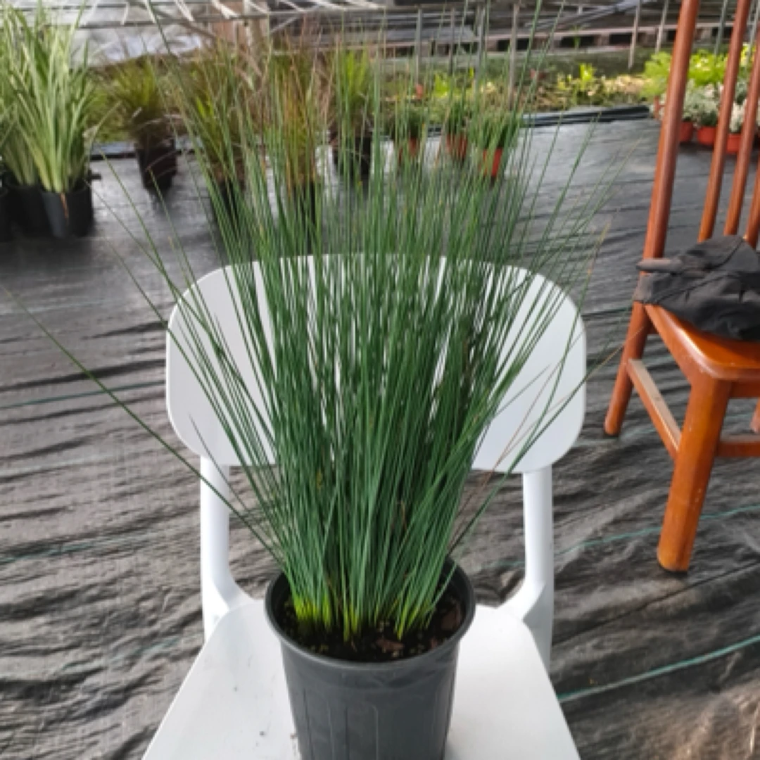 灯心草苗水葱草灯芯草苗盆栽植物野生龙须草苗中药材带根花苗