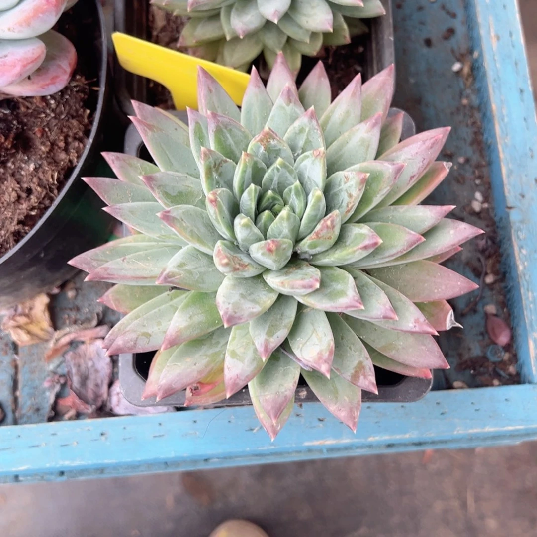 精品多肉植物老桩