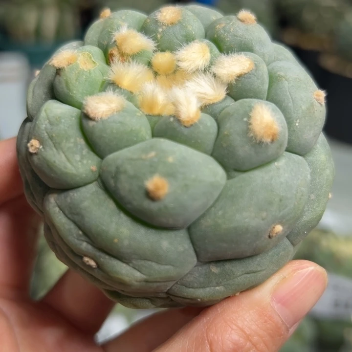 355 无根 仙人球的故事也