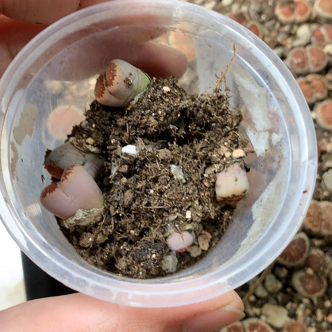 甄*能G401多肉植物保护