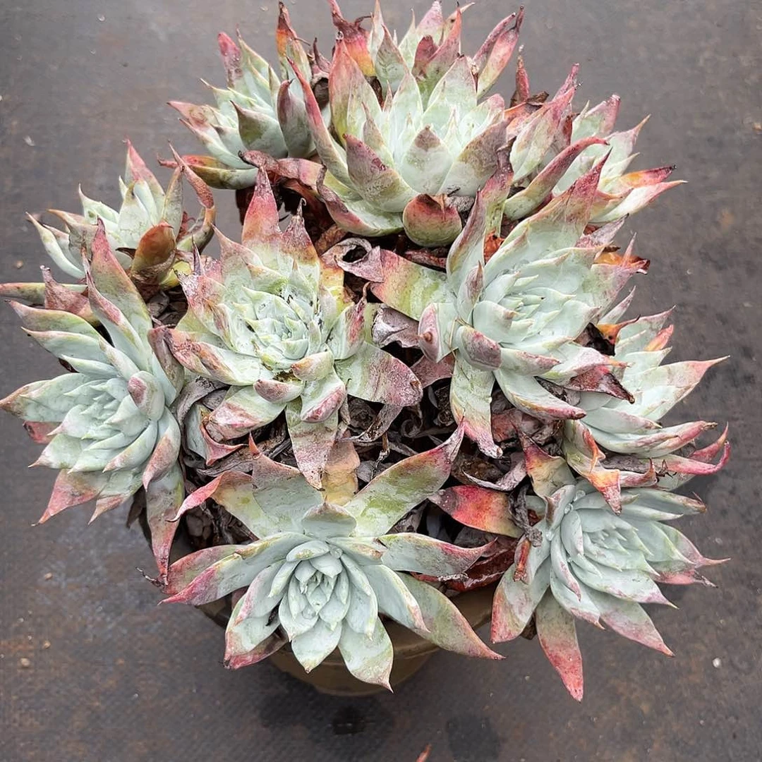 缱***辉黑曼巴，仙女杯多肉