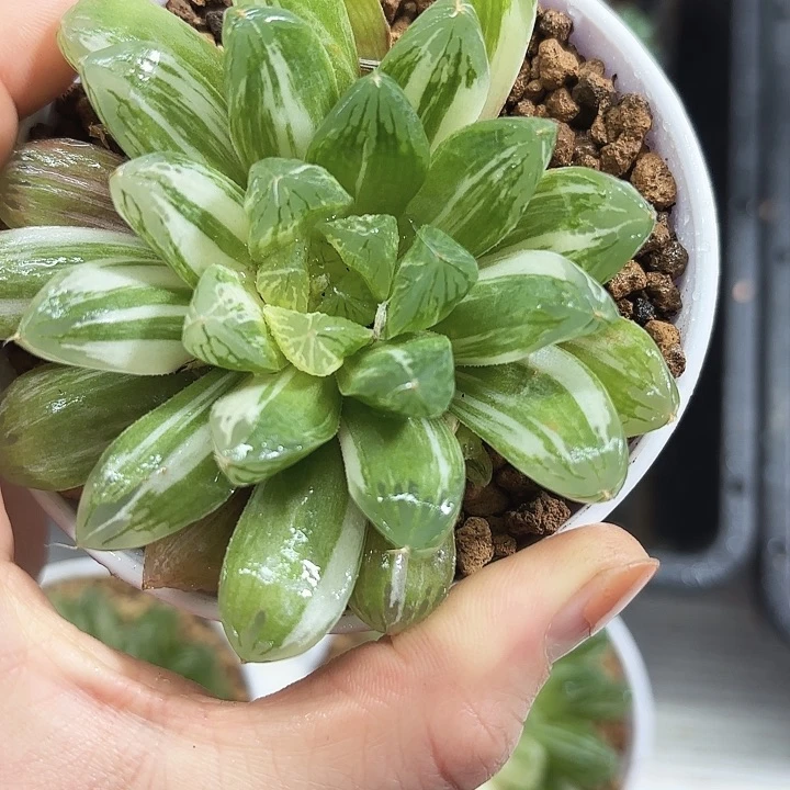 苏州玉露锦多肉植物
