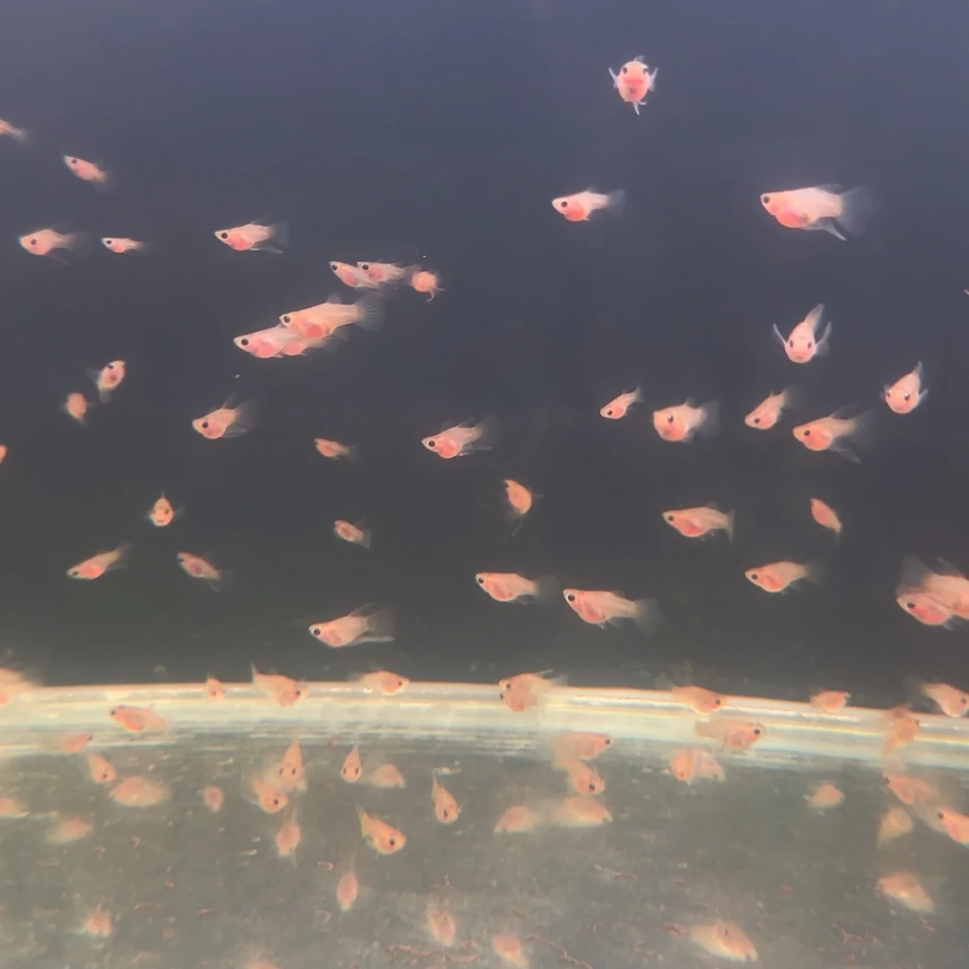 孔雀鱼黑金蕾丝C苗10条