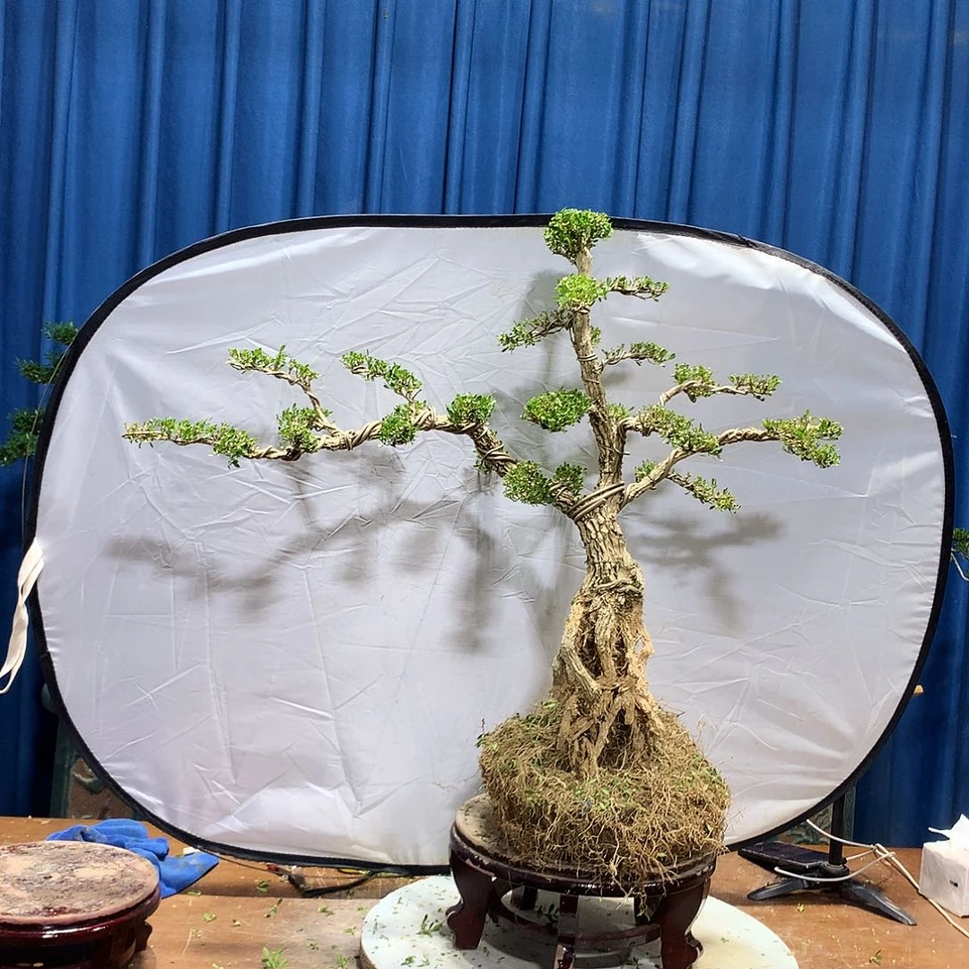 年***华无花朵黄杨盆景一物一拍