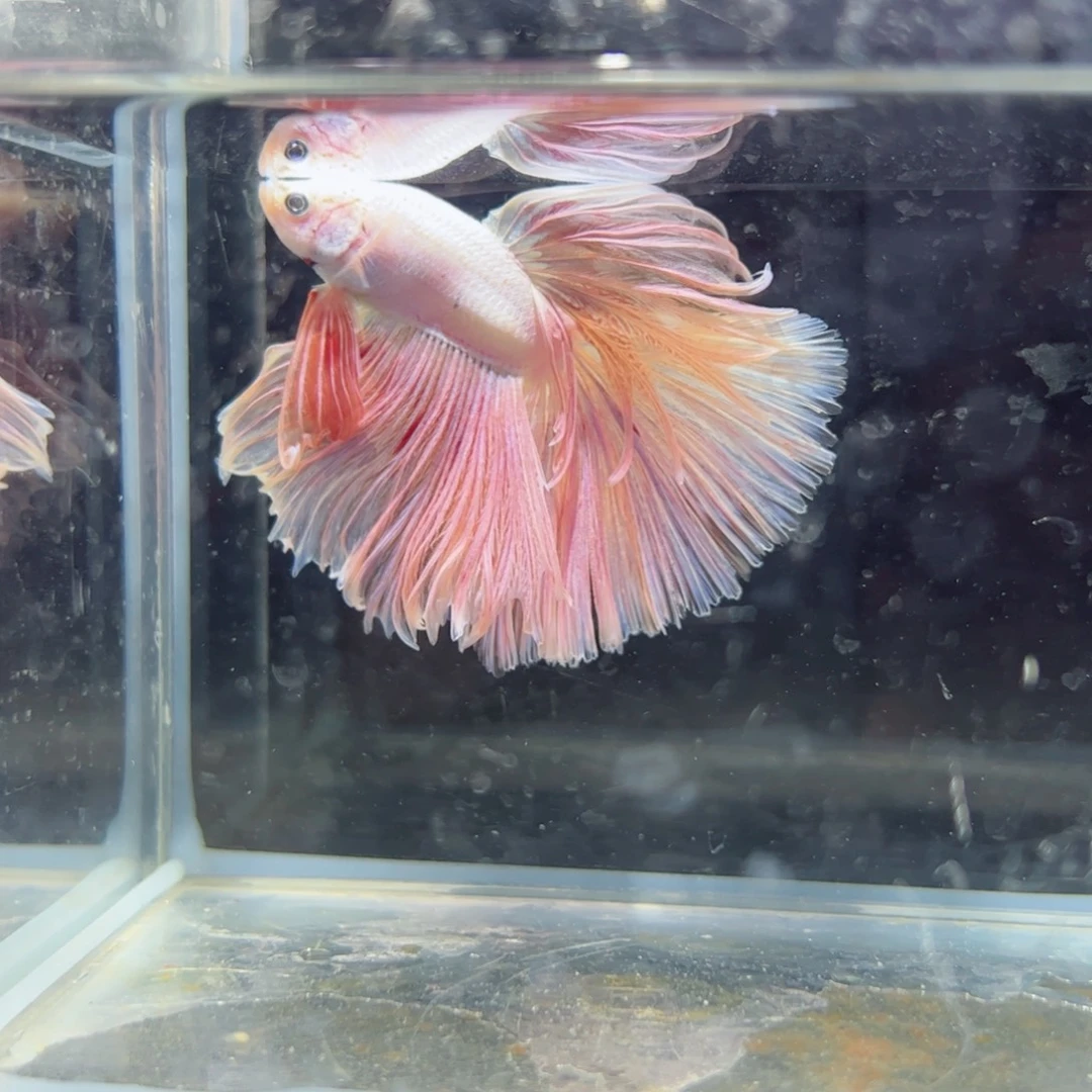 斗鱼浅色仙仙裙特殊尾
