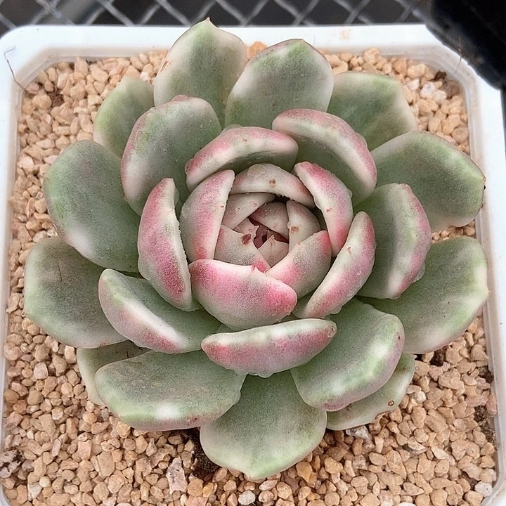黑玫瑰锦多肉植物