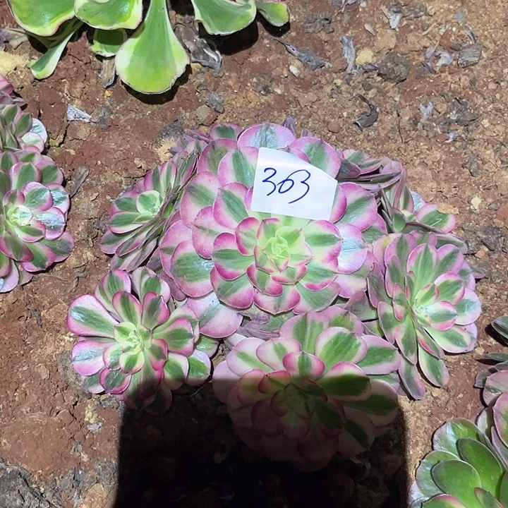 303倾城朵朵发发发