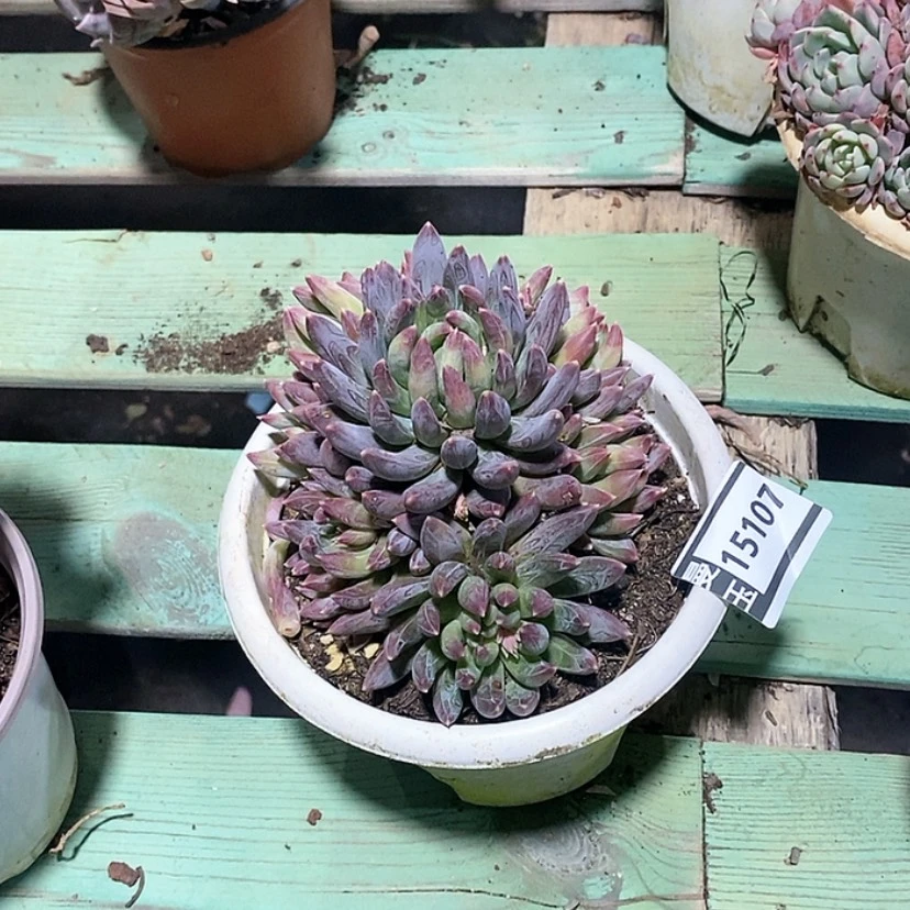 【闪购商品】炫彩星15107