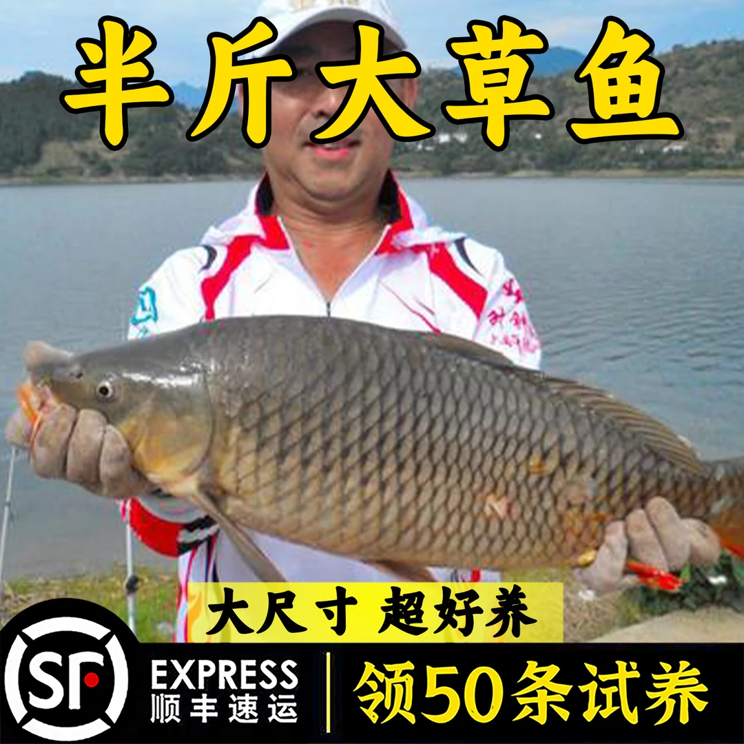 草鱼活鱼淡水养殖食用活体饲料鱼皖鱼小草鱼批发特大草鱼包活耐活