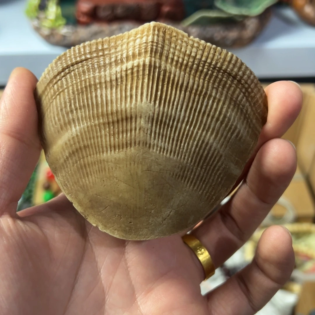 紫砂茶宠放漏场，全都漏