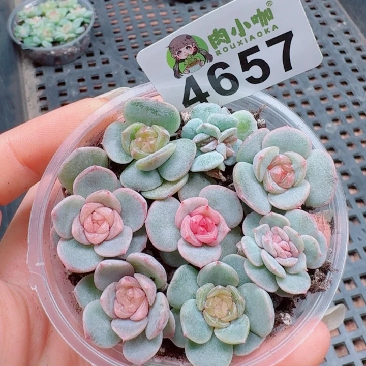 多肉植物多肉植物