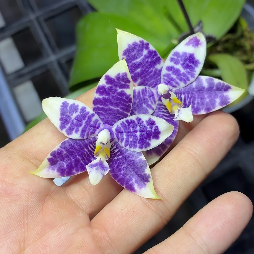 当前无花栽培后可以开花A264蓝鹦鹉交蓝路弟