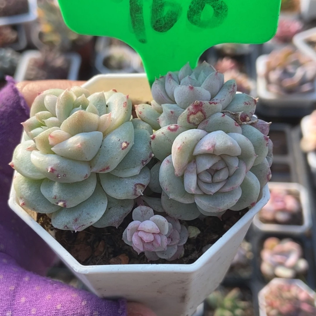 968甜心石化多肉植物