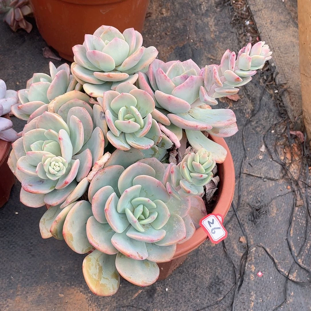 26白月光 一物一拍多肉