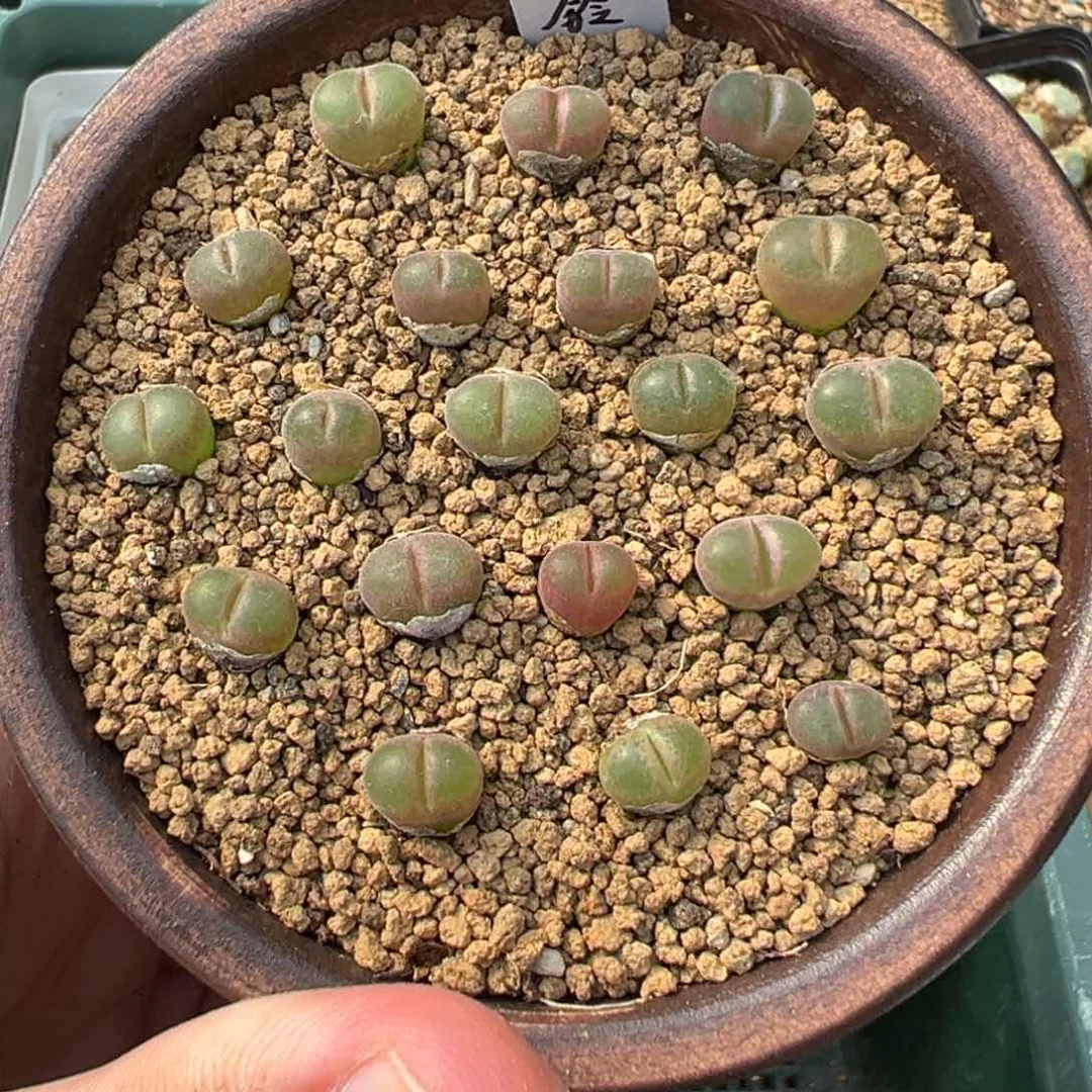 量拍熊猫风铃5颗。多肉