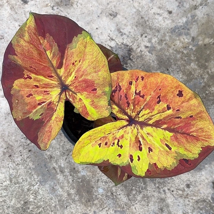 34-1202月光大颗广东现货