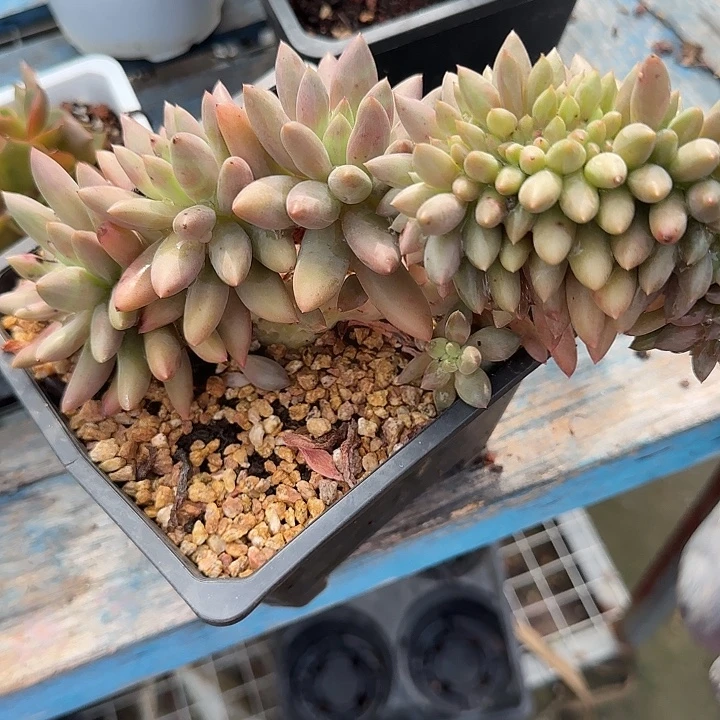 华***金青蛙王子儿童牙膏11