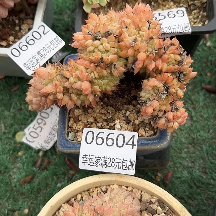幸运的人会遇到你喜欢你