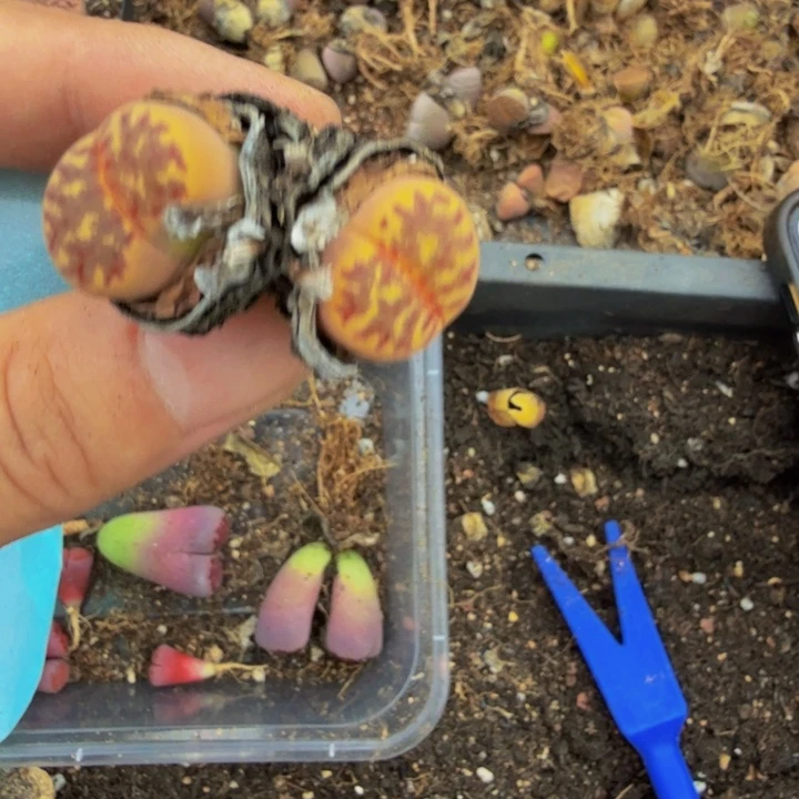 孤****三多肉植物的生长发育85