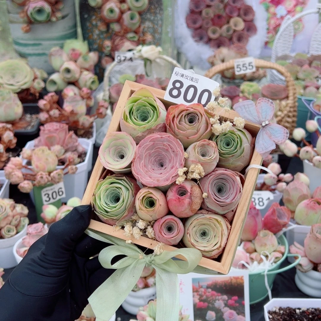 800春日来信精品混色玫瑰组合。 一物一拍