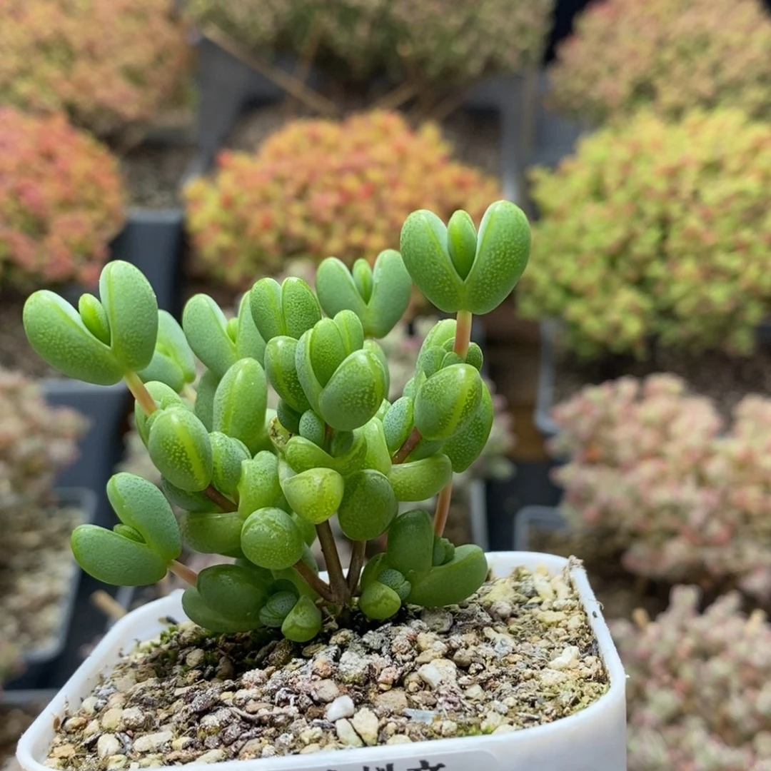 无****?元宝枝干番杏0038