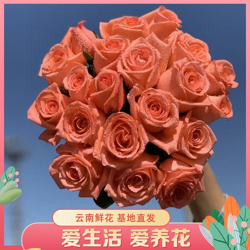 【精品粉玫瑰】云南直发玫瑰鲜花 家庭水养鲜切花DIY插花