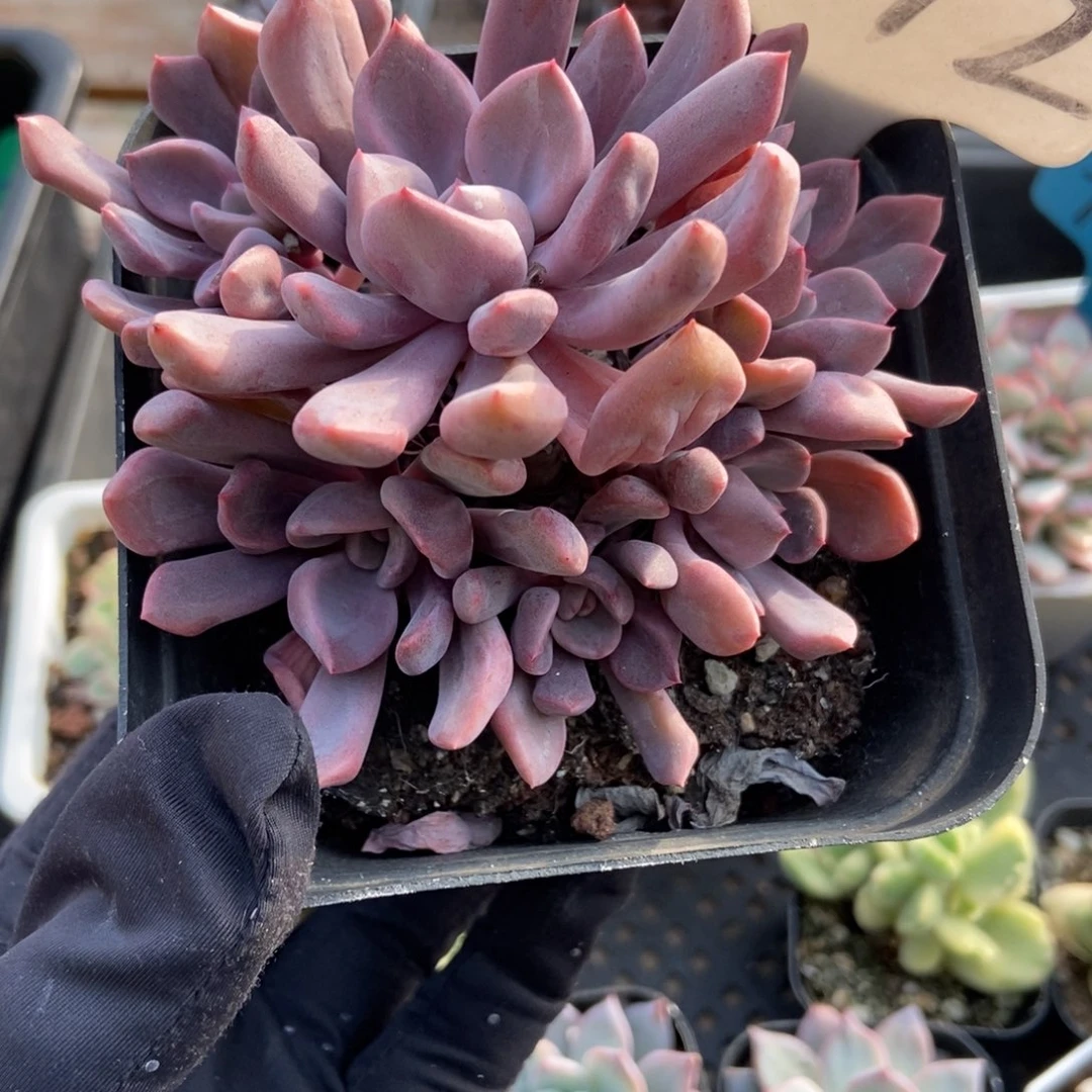 1072丘比特多肉植物