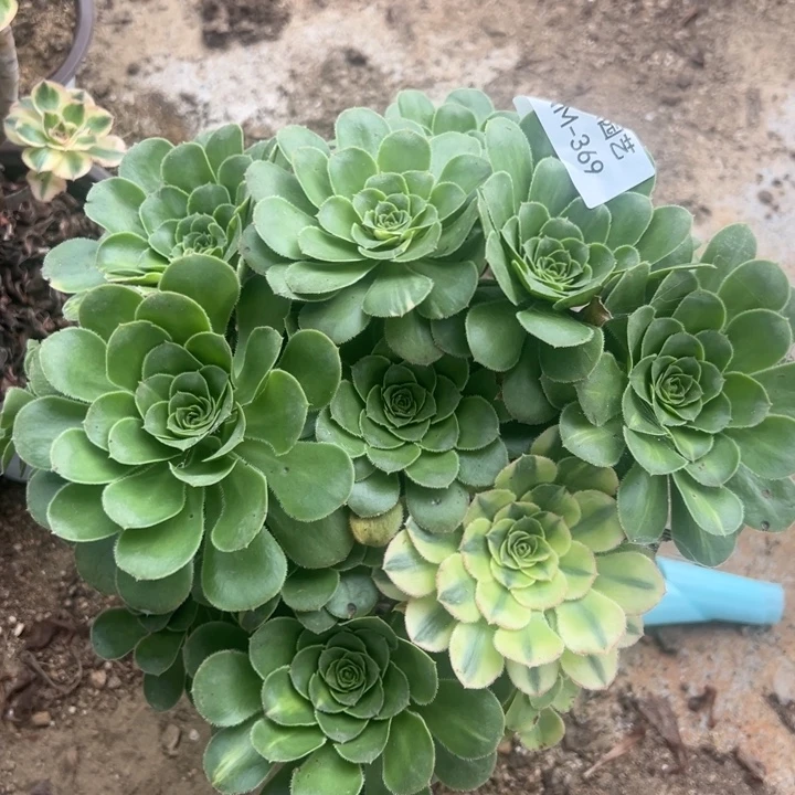 白兰地七彩多肉植物369