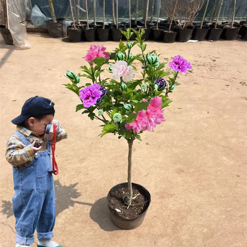 浓香型重瓣木槿花盆栽室内外好养耐寒四季开花植物