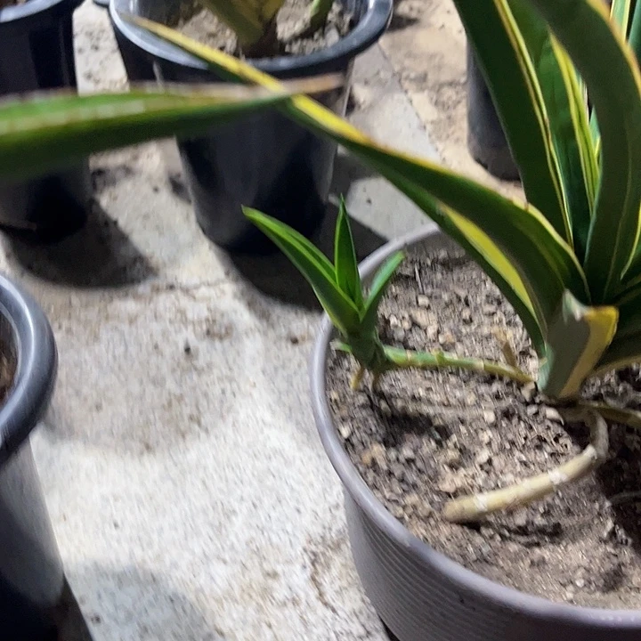 落***去绿蕉锦侧芽裸苗寄养