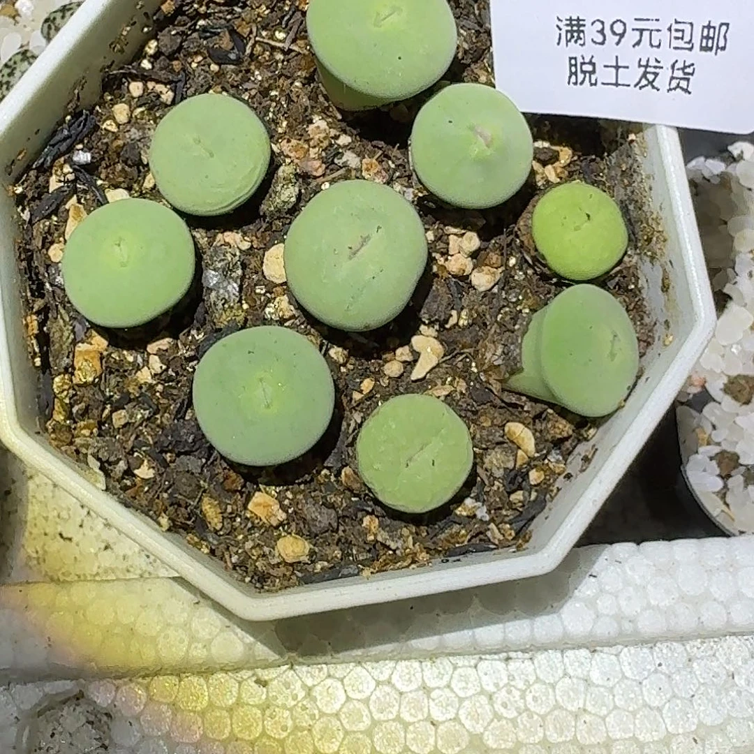 585多肉哈哈哈哈哈哈哈