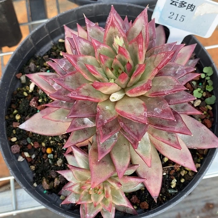 D215- 直播福利 东云