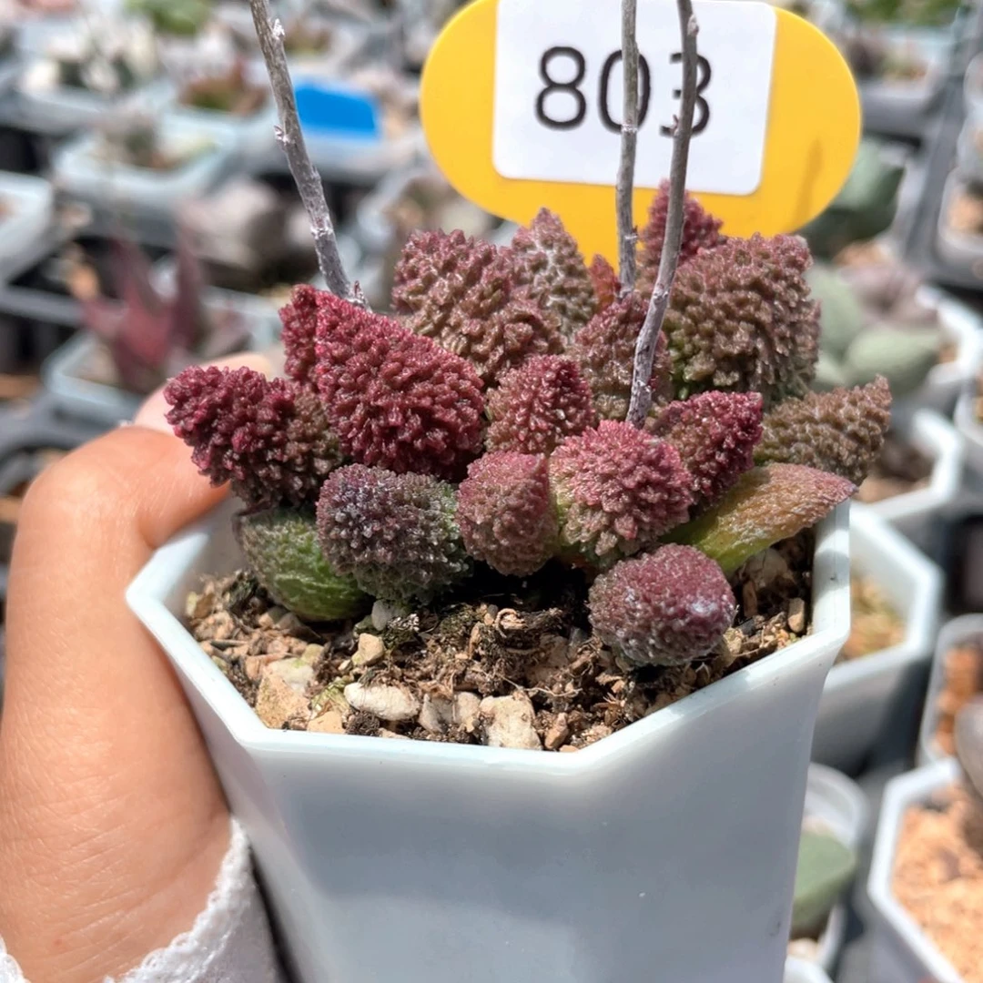 ﹍***﹍803。    朱紫玉。