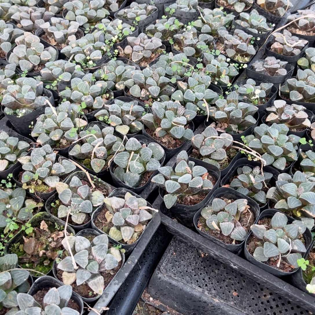 瑕疵青瓷寿多肉植物一颗