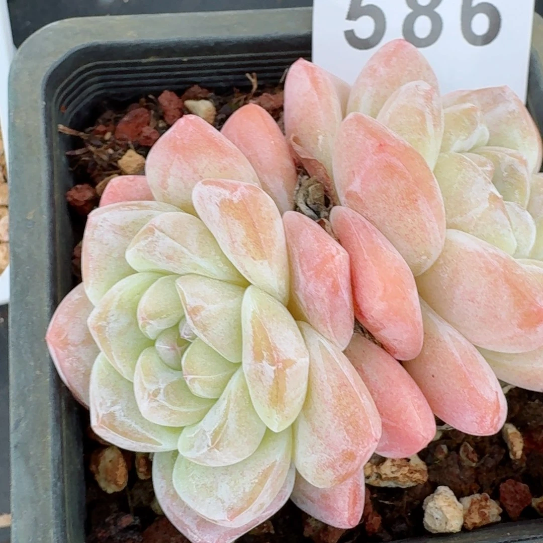 开播福利捡漏随单发满58包邮