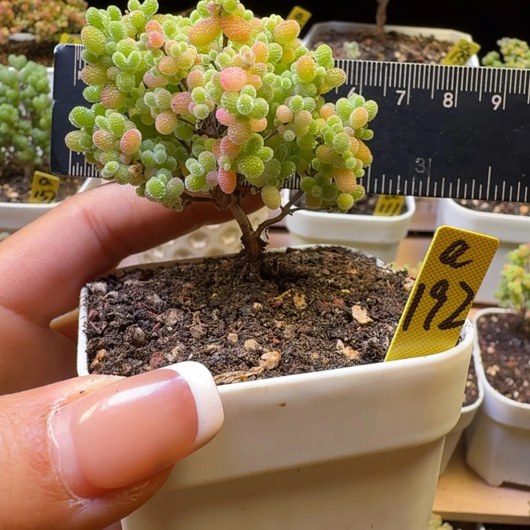 a192号橘子糖冠服6.5厘米左右