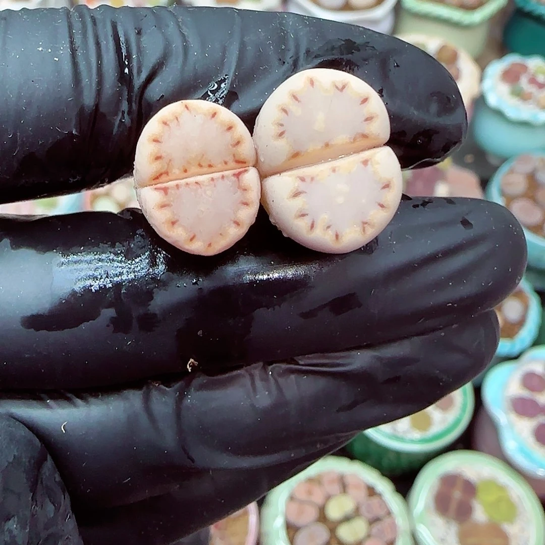 生石花满18包邮1227-111