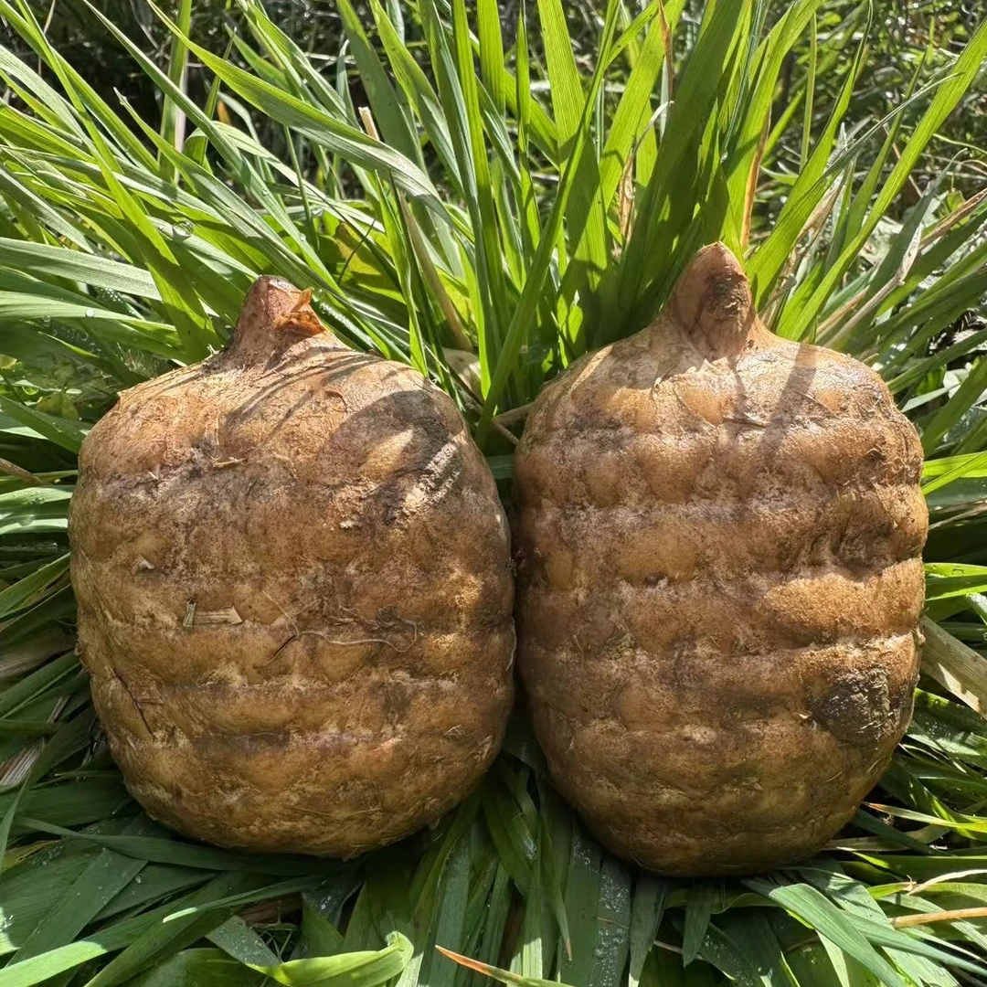 云南昭通小草坝正宗新鲜乌天麻 现挖带泥发货 顺丰包邮深山麻