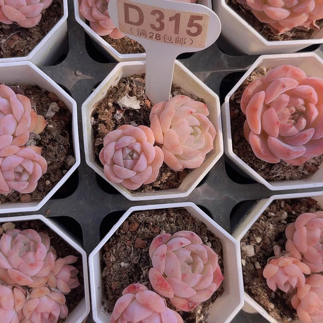 D315恩宠一物一拍