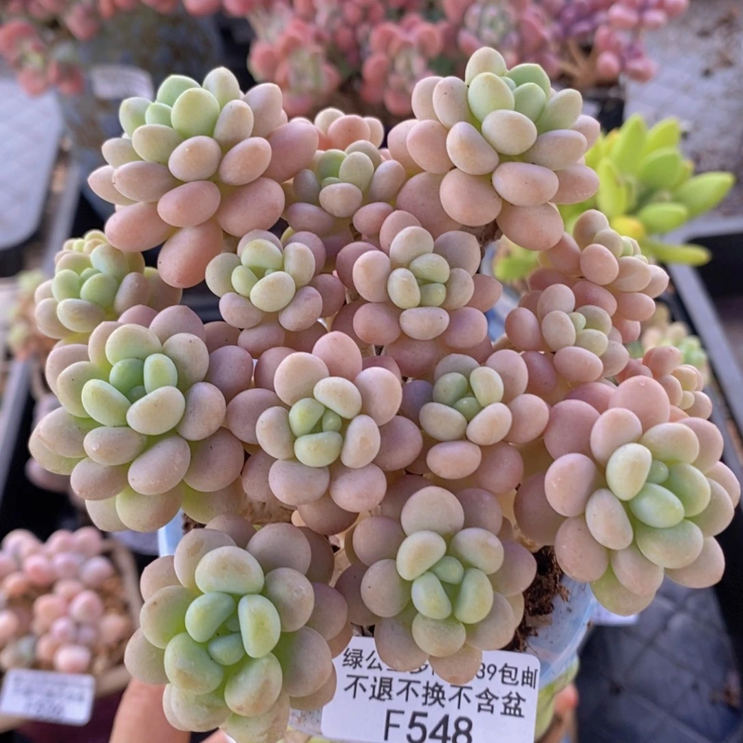 洛可可10cm548多肉