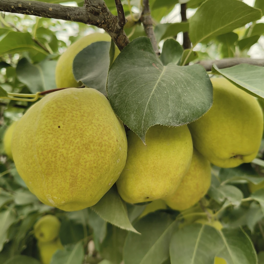 库尔勒和什力克乡香梨新鲜水果甘甜多汁顺丰包邮