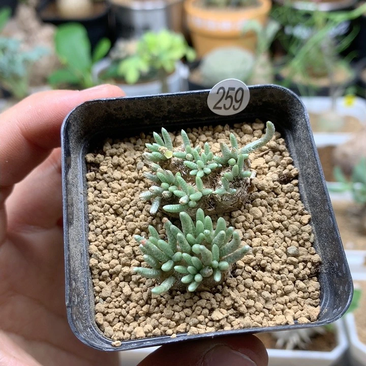 产地韧锦2颗带盆