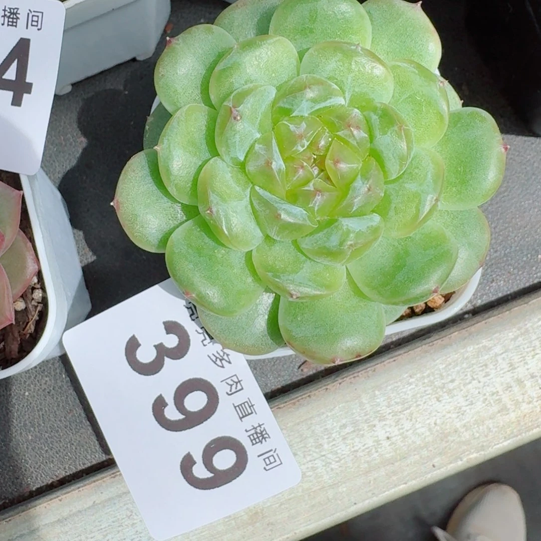 紫***香绿透体珍妮            精美多肉植物