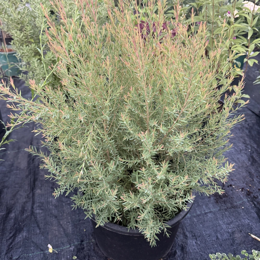 白千层盆栽树苗多年生常绿植物适用于园林绿化