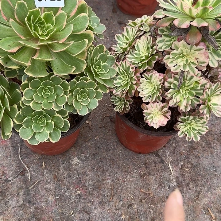 0729粉花袄，红铜超白