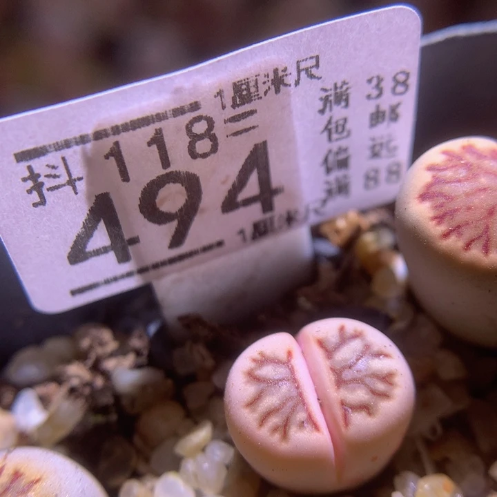 精品生石花118.494