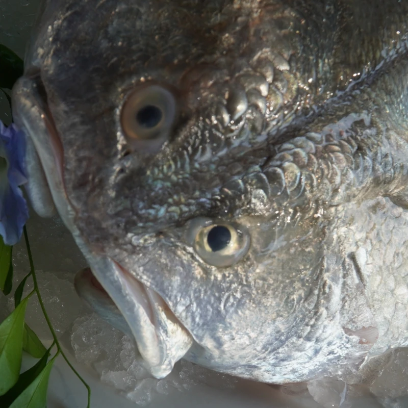 鱼头【白花鱼】一开二 火锅 豆腐汤 剁椒 红烧 原产地当天发货