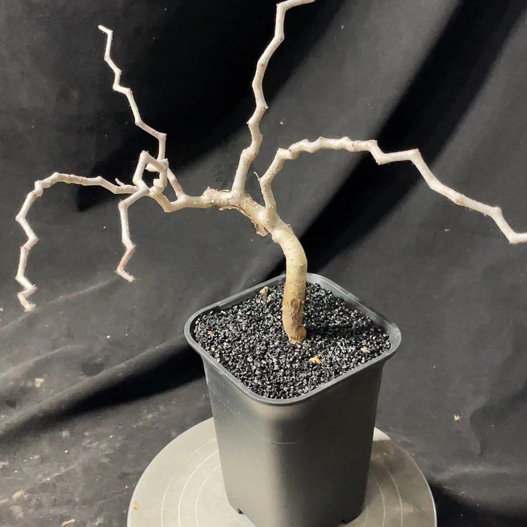 滔天橄榄6666666666