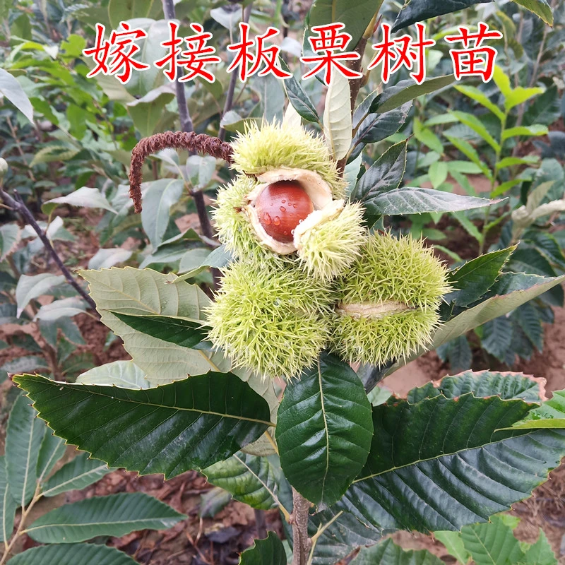 板栗苗树果树果苗南方北方庭院种植嫁接特大栗子树苗盆栽当年结果